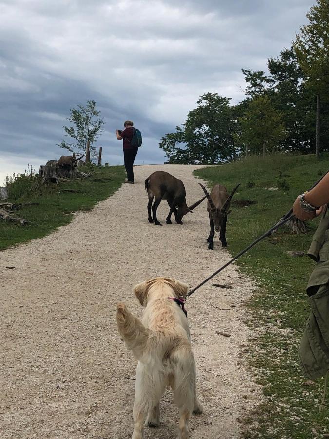 Millies Hosting - Familienurlaub Mit Hund In Kaernten Sankt Paul im Lavanttal Εξωτερικό φωτογραφία